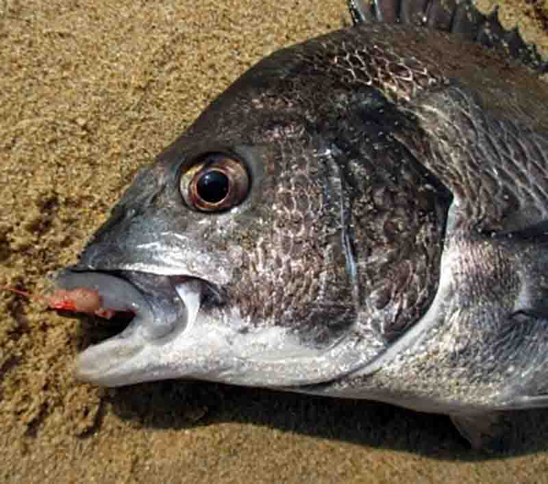 浜名湖でフカセ ダンゴ釣りでチヌ 黒鯛が釣りたい 釣れる場所ココ バズーカnews 怖い話と都市伝説