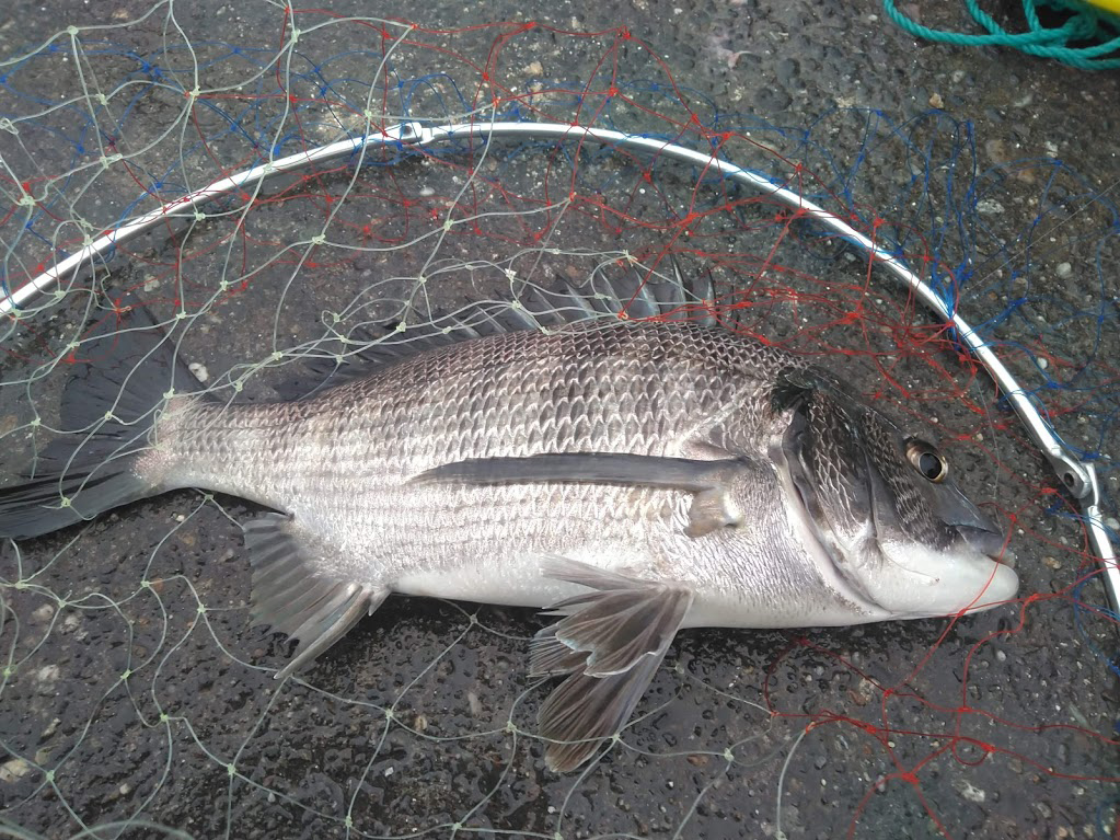 浜名湖のクロダイ チヌ ノッコミ期40cmオーバー釣り方と釣れる場所 バズーカnews 怖い話と都市伝説 浜名湖のクロダイ チヌ ノッコミ期40cmオーバー釣り方と釣れる場所 バズーカnews 怖い話と都市伝説