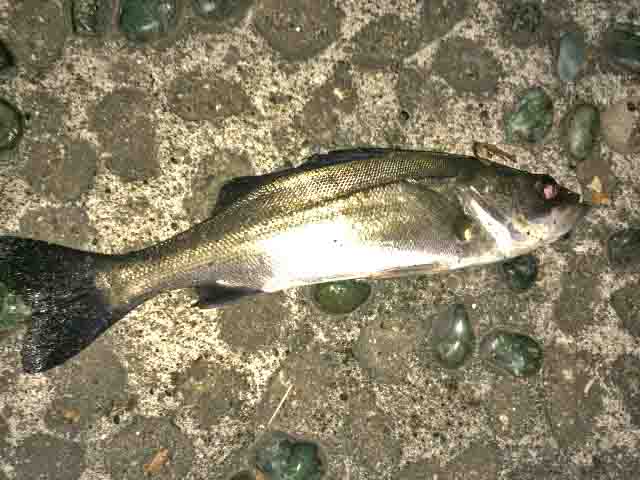 浜名湖でちょい投げ釣りのやり方と釣れる魚 ポイントも紹介します バズーカnews 怖い話と都市伝説