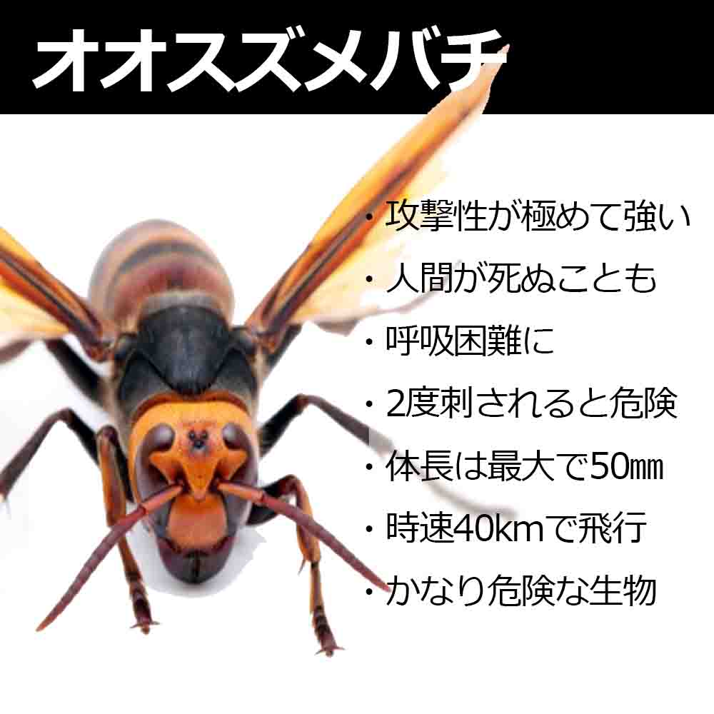 日本の毒虫 刺されるとヤバイ毒のある害虫ランキングで紹介 バズーカnews 怖い話と都市伝説