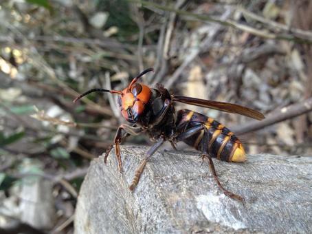 日本の毒虫 刺されるとヤバイ毒のある害虫ランキングで紹介 バズーカnews 怖い話と都市伝説