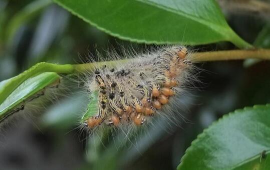 日本の毒虫 刺されるとヤバイ毒のある害虫ランキングで紹介 バズーカnews 怖い話と都市伝説