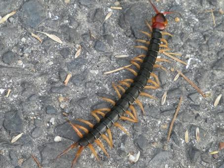 日本の毒虫 刺されるとヤバイ毒のある害虫ランキングで紹介 バズーカnews 怖い話と都市伝説