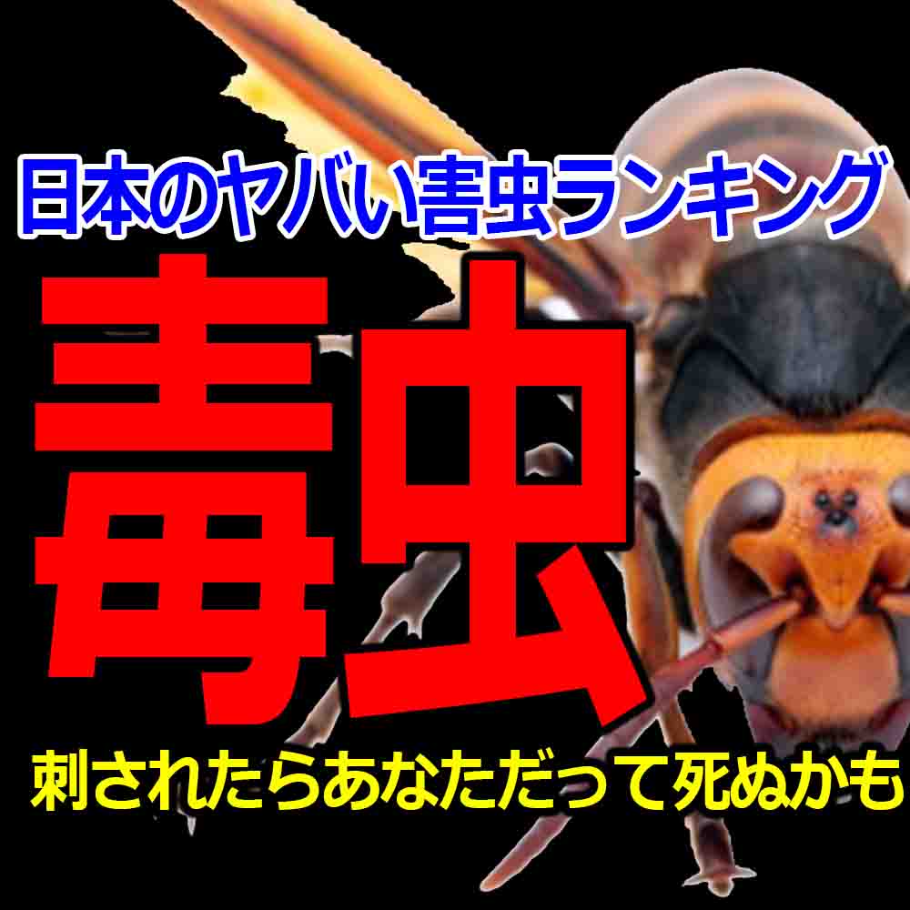 日本の毒虫 刺されるとヤバイ毒のある害虫ランキングで紹介 バズーカnews 怖い話と都市伝説